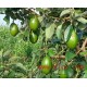 墨西哥牛油果越南 泰国牛油果  鳄梨 进口 新鲜 水果
