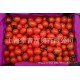 批发海南陵水千禧圣女果 新鲜水果进口代理小番茄樱桃柿子 #5KGS