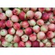 油桃 水蜜桃 进口水果孕妇儿童 水果预订 四月中旬上市