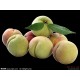 特价处理 农户自产自销 品种齐全  批发 桃 总统李子 油桃
