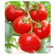 以色列进口 威尼斯F199番茄种子 大红果西红柿种子 0.5元1粒