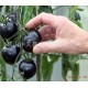 批发蔬菜种子 彩袋 黑珍珠番茄西红柿种子 生长快丰产 C1513园艺