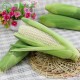 高谷水果 云南高原水果玉米 可以生吃的玉米棒子 爽脆甜的白玉米
