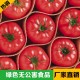 2015年货必备 生产批发优质番茄 绿色蔬果 厂家直销 品质保障