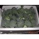 大量供应新季节保鲜西蓝花 fresh broccoli