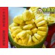 【快果莱】新鲜泰国菠萝蜜/树菠萝/假榴莲/广州批发配送团购