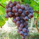 烟台 新鲜水果批发 巨峰葡萄 长年供应 新鲜葡萄水果直销