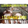 15092881888山东猪场常年供应仔猪苗猪