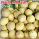 四川特产新鲜水果现货现发 5斤柠檬三级果 果园丑果低价批发 包邮