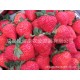 批发供应优质新鲜草莓双流草莓冬草莓无公害草莓甜草莓开心草莓