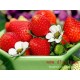 产地直销草莓 优质有机草莓 专业品质 优质冷冻草莓（图）