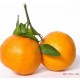 台湾茂谷柑大果现货进口新鲜水果 柑橘 味道甜 欢迎采购