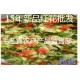 15年新品上市、西藏圣药藏红花、橙菠萝 包邮
