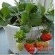 批发蔬菜瓜果种子 四季盆栽草莓种子 水果种子 阳台种植 50粒/袋