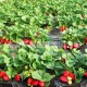 2014新品种草莓苗 草莓基地 草莓苗批发