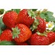 山东红颜草莓苗批发价格，大棚草莓苗基地