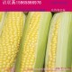 预售 山东生产粮食玉米 鲜食玉米 100亩粘玉米(春玉米)
