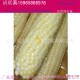 【预售】新鲜水果玉米 3斤包邮农家有机蔬菜 产地直发 粘玉米春产