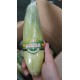 台湾进口玉米 整箱批发促销  水果玉米 雪美水果玉米 团购批发