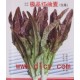 紫色油麦菜种子/特菜紫油麦菜种子/奇山四季紫油麦菜种子