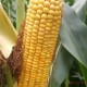 厂家直销墨西哥玉米农作物玉米批发东北玉米大粒玉米东北农产品