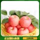 烟台苹果之乡 栖霞红富士苹果 75mm 低价批发 一件代发