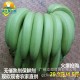 包邮 广东高州新鲜水果无催熟剂保鲜剂农家自种香蕉 4.5斤