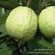 台湾进口水果 新鲜水果批发台湾金钻凤梨无眼菠萝特产凤梨10公斤
