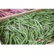 新鲜蔬菜 有机蔬菜 优质四季豆 批发供应四季豆