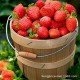 宿州恒杰供应批发 新鲜绿色温室草莓 原生态草莓