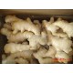 2014年莱州旭斌供应出口级100-800克保鲜姜，风干姜。