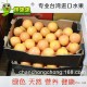 进口水果 新鲜水果批发 南非西柚红心柚子葡萄柚 孕妇水果18公斤