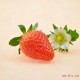 供应草莓批发 优质草莓果品无公害新鲜草莓 丰香奶油草莓 现货