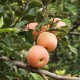 【兴国果品】有机富硒红富士蜜糖苹果产地直销 最低批 欢迎预定