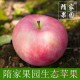 强力推荐 山东烟台栖霞生态苹果 自家有机红富士苹果#85 一件代发