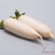 天津白萝卜光英四季自产新鲜蔬菜萝卜纯天然放心蔬菜大量批发