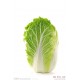 白菜批发-【诚信经营】100亩白菜急售4月上市13401797356