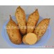 供应新北京553烤薯型红薯，量大价优。