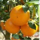 四川特产青见丑柑丑桔新鲜水果粑粑柑橘子散装一件代发