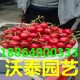 山东樱桃出售品种早大果-  大紫  七号  红灯价格红灯大樱桃
