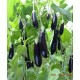 《益农庄园》紫茄子-绿色有机种植