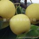 新鲜水果 韩国黄金梨 肉质脆嫩，多汁 品质保证