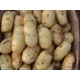 新鲜蔬菜土豆 优质马铃薯/当季马铃薯/ 绿色无污染食品特价批发