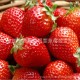 新鲜优质草莓 自家精心培育的草莓 果实大 口感好 价格实惠