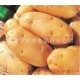 长期大量销售高营养价值土豆 高品质绿色蔬菜土豆 耐运保鲜土豆