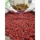 大量供应 A13冷冻草莓 出口级