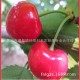 团购优质山东大樱桃 新鲜吉塞拉樱桃 厂家长期供应保鲜大樱桃