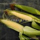 京糯两千现货粘玉米 有机农场供应批发新鲜玉米 基地实拍成长图