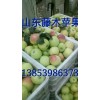 １３８５３９８６３７３供应早熟藤木/辽伏苹果产地价格