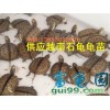 供应越南种石金钱龟龟苗